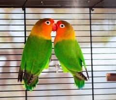 Green Fischer Love bird pair for Sale + 2 Chicks + 1 Black masked