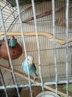 2 pair Australian birds (total 4) with cage (urgent sell)