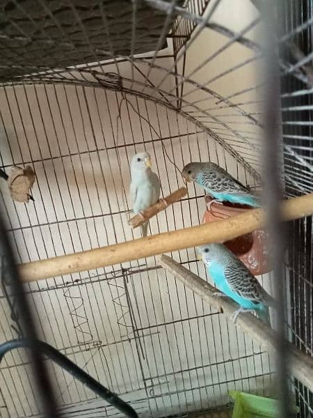 2 pair Australian birds (total 4) with cage (urgent sell) 1