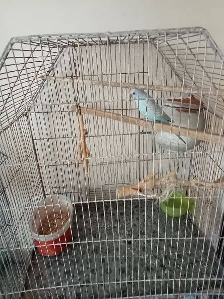 2 pair Australian birds (total 4) with cage (urgent sell) 2