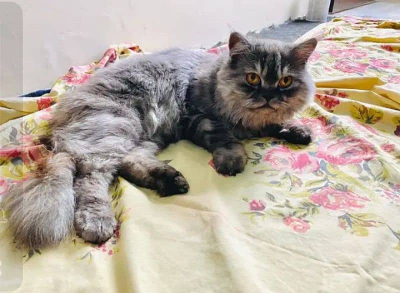 Persian cat male 1