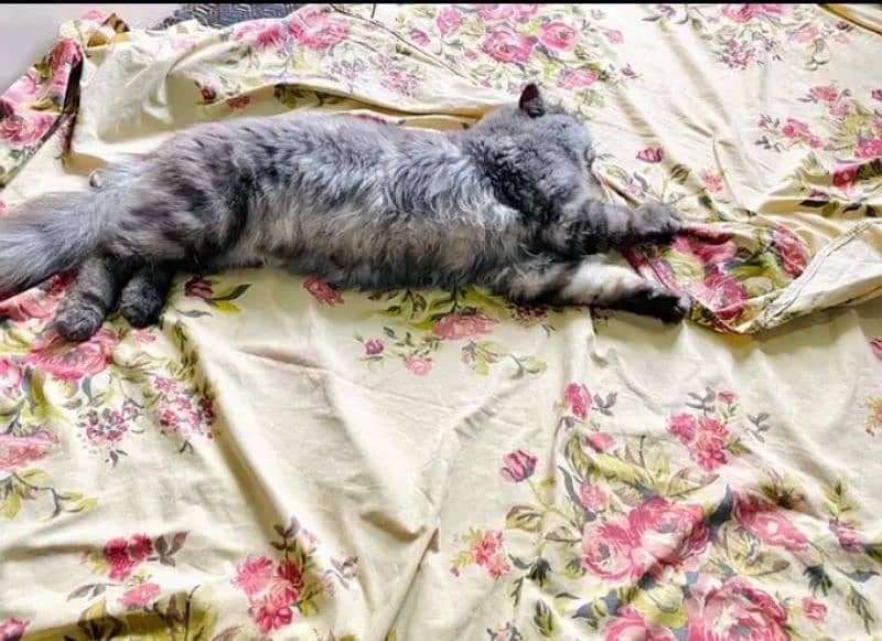 Persian cat male 4