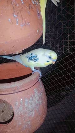 Breeder pair healthy active beautiful colour