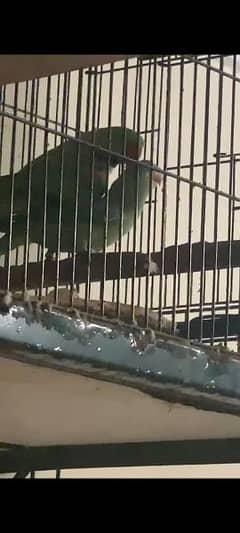 Raw Kashmiri parrot breeder piar