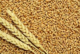 fresh farmer wheat (gandum gandam)