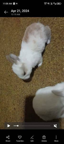 rabbit 2