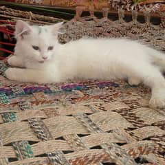 Persian Cat Baby Female