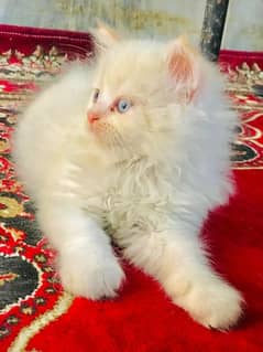 Persian yellow point male kitten
