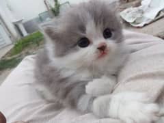 Persian kitten trpil kot