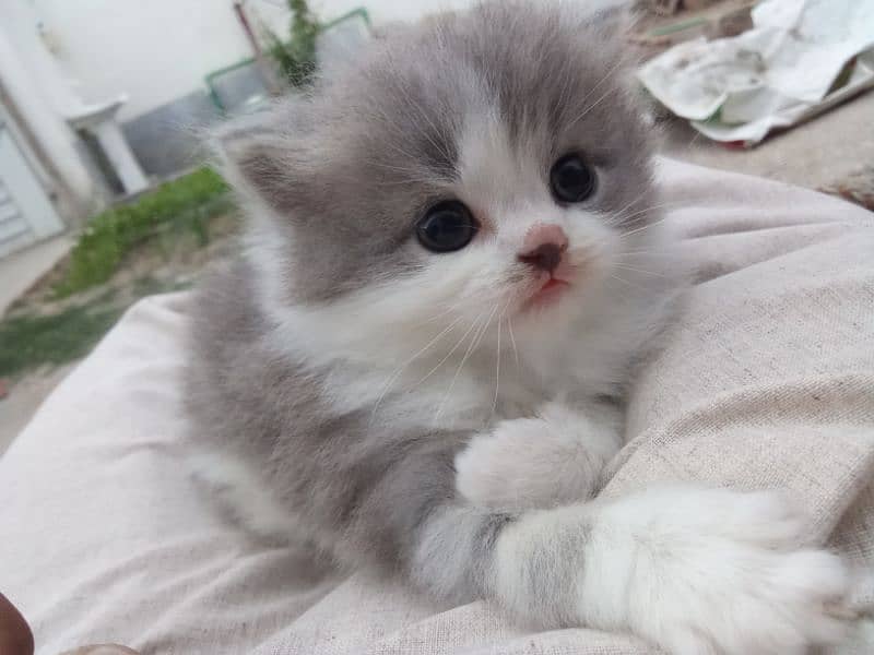 Persian kitten trpil kot 0