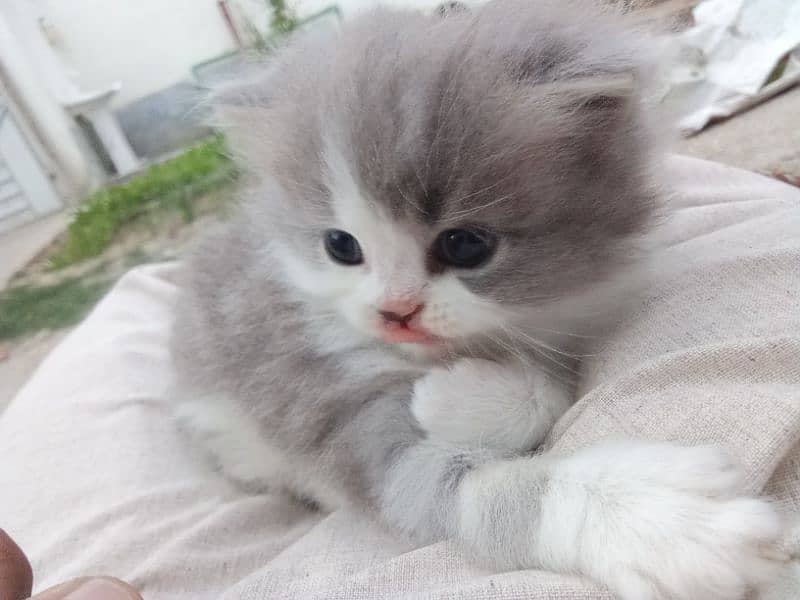 Persian kitten trpil kot 1