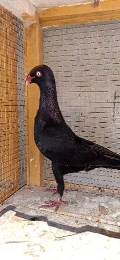 Black Danish, Danish kabootar, Danish pigeon,Danish kabutr