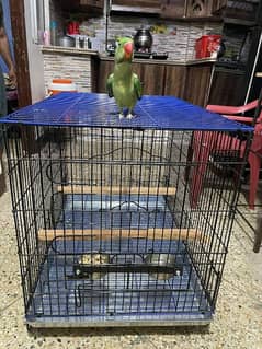 sell raw parrot