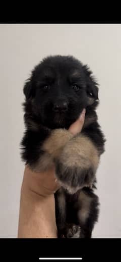 German Shepherd male/ female pups for sale