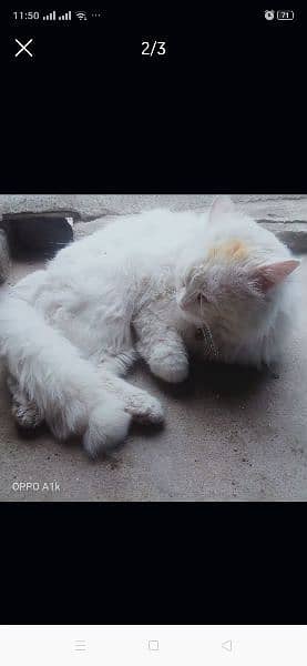 Persian cat age 1 year. . . . . . . . . . . triple coat 4