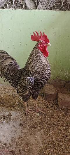 Plymouth Rock Breeder for sale 0