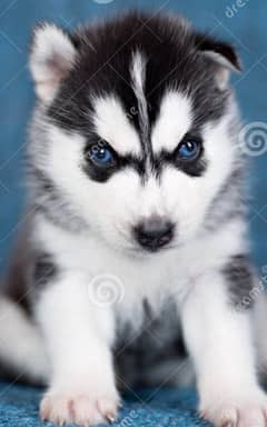 Husky puppies Blue eyes