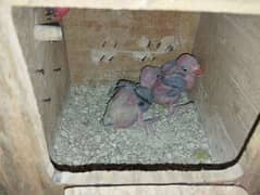 100% talking breedar pair with 2 chicks for sale