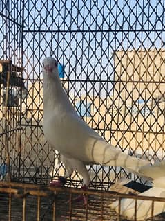 macaow pigeon
