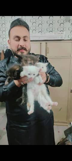 5 Turkish Angora kittens available