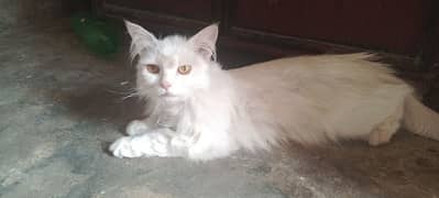 Pregnant Persian Cat