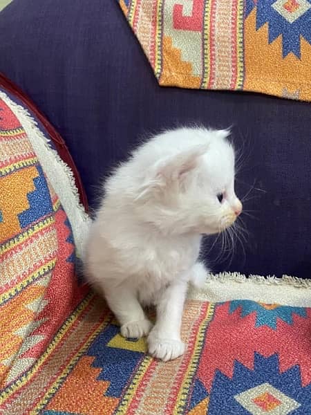 Persian kitten for sale 0