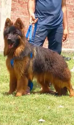 German shepherd Male Dog  |German shepherd Long Coat Dog