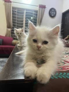 white persian kitten pair