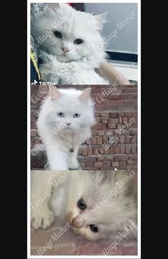 Persian male +female+kitten