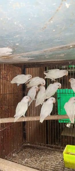 albino decino love birds 0