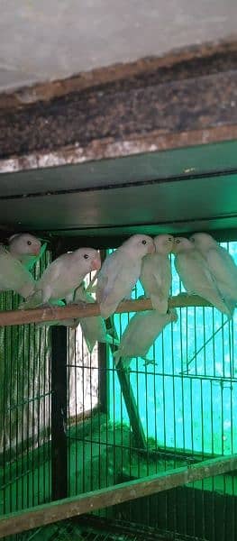 albino decino love birds 1