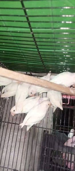 albino decino love birds 2