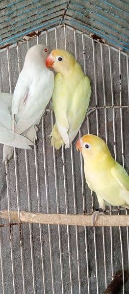 albino decino love birds 3