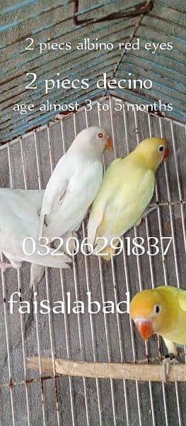 albino decino love birds 4