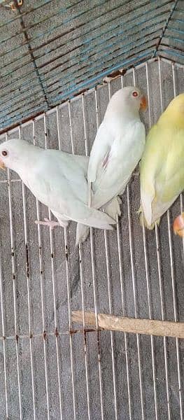 albino decino love birds 6