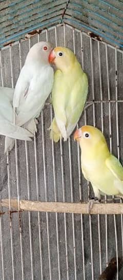 decino albino love birds