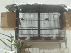 one pair love bird 1 loteno male only
