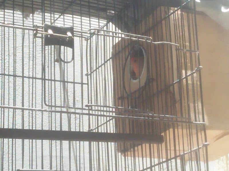 one pair love bird 1 loteno male only 1