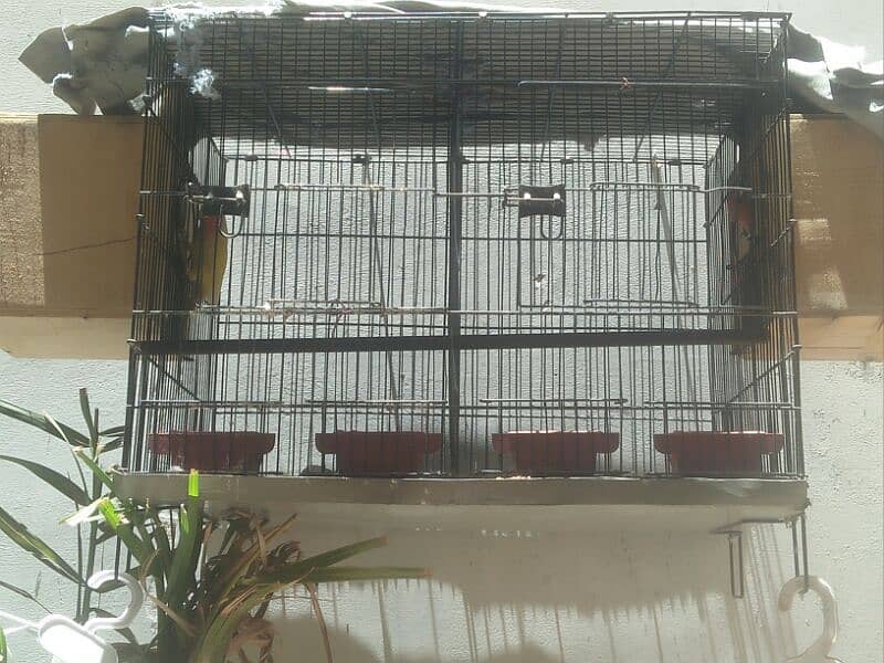 one pair love bird 1 loteno male only 2