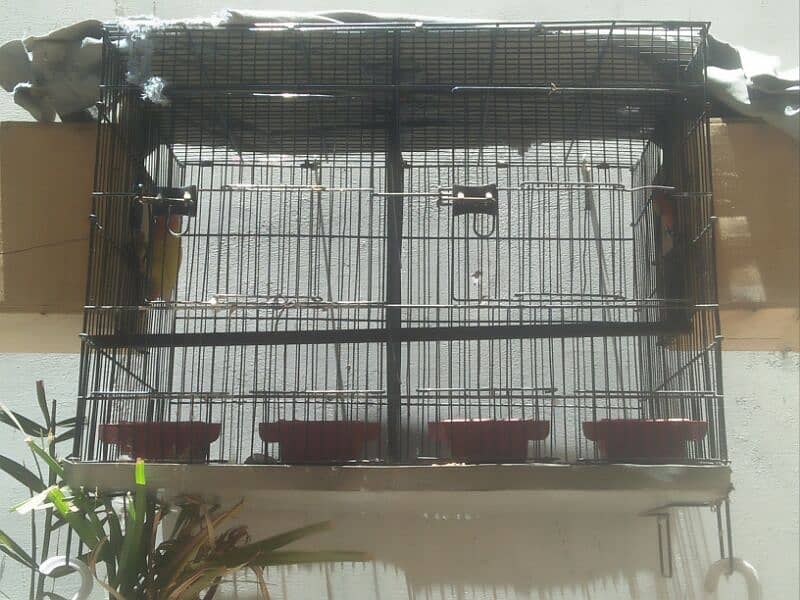 one pair love bird 1 loteno male only 3