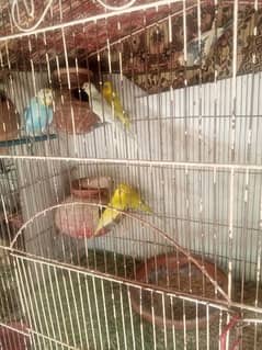 Australian  brider pair 900 pathe 400 All parrot sale with cage