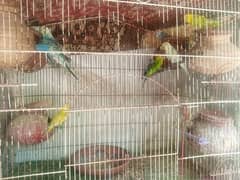 Australian  brider pair 900 pathe 500 All parrot sale with cage