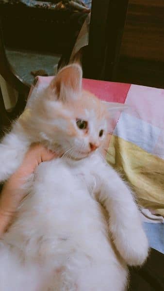 semi Persian kitten 1