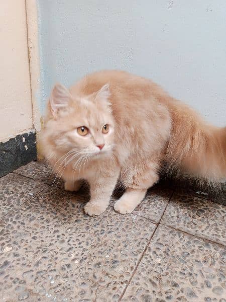 7 months kitten triple coated for urgent sell 2