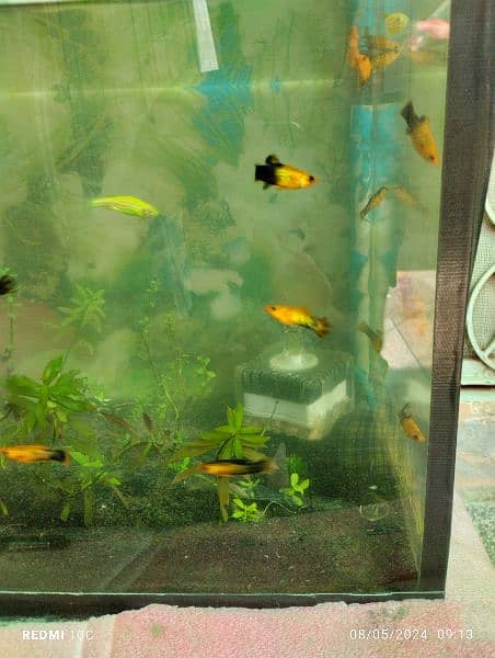 Fish with Planted Aquarium for sale 0