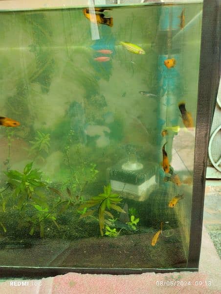 Fish with Planted Aquarium for sale 1