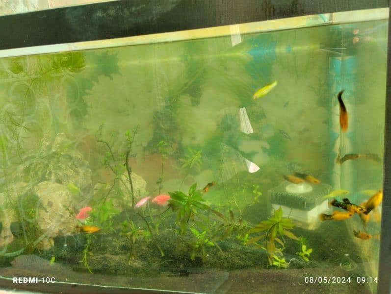 Fish with Planted Aquarium for sale 2