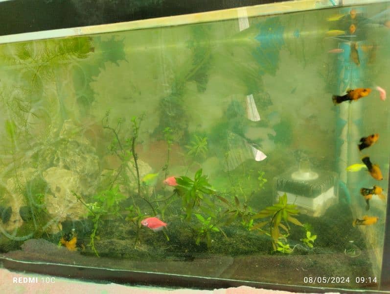 Fish with Planted Aquarium for sale 3