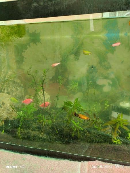 Fish with Planted Aquarium for sale 4