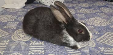 11 Cute Rabbit Adults and Babies For Sale